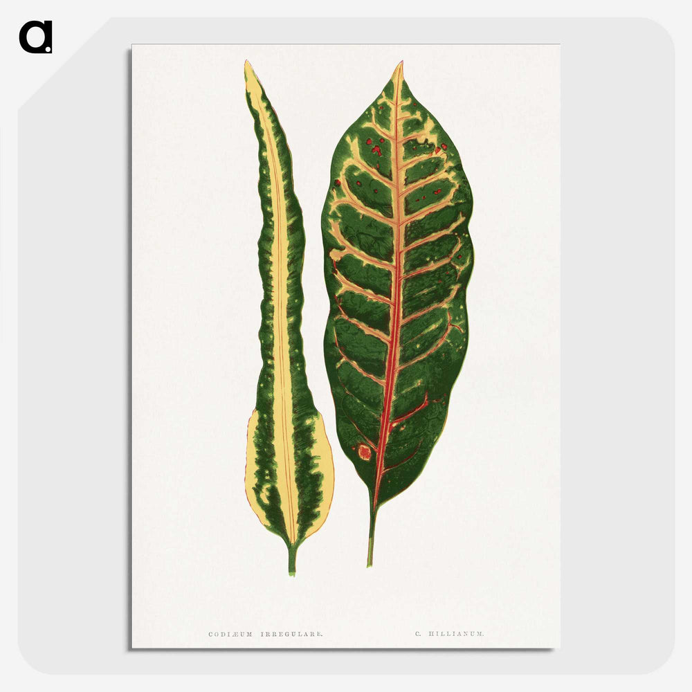 1-72_Plants-with-Colored-Foliage_picture-crop