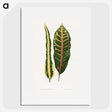 1-72_Plants-with-Colored-Foliage_picture
