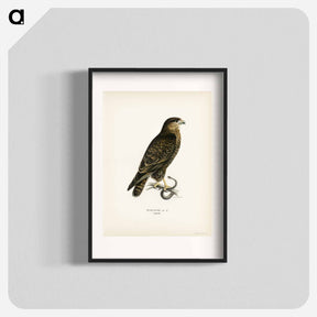 アートポスター-Common Buzzard
 - スヴェンスカ フォグラル Poster.