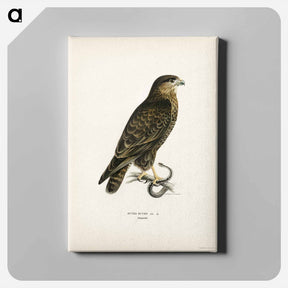 アートパネル-Common Buzzard
 - スヴェンスカ フォグラル Canvas.
