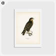 アートポストカード-Common Buzzard
 - スヴェンスカ フォグラル Postcard.