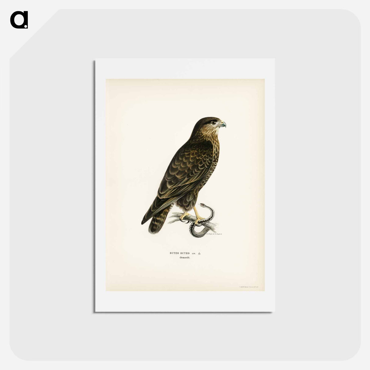 アートポストカード-Common Buzzard
 - スヴェンスカ フォグラル Postcard.