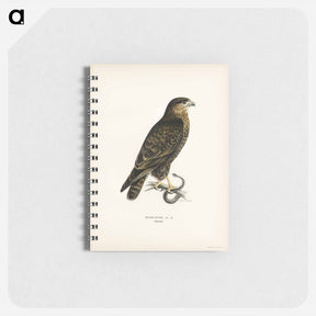 アートメモ帳-Common Buzzard
 - スヴェンスカ フォグラル Memo.