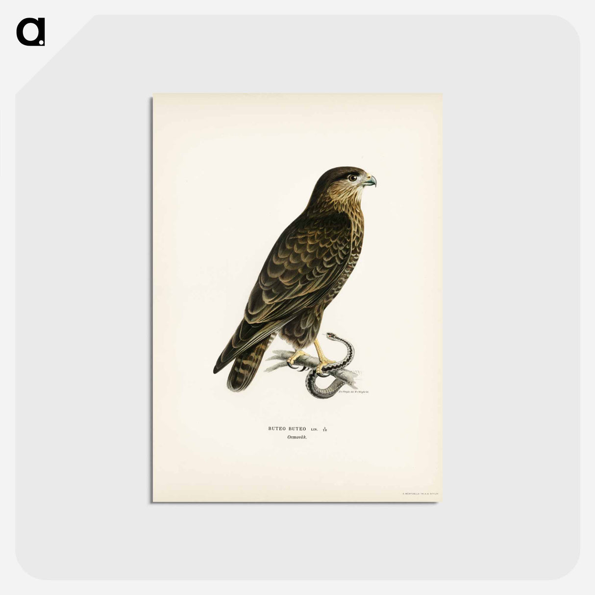 アートポストカード-Common Buzzard
 - スヴェンスカ フォグラル Postcard.