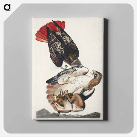 アートパネル-Red-tailed Hawk from Birds of America
 - アメリカの鳥たち Canvas.