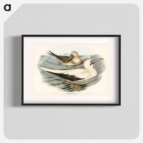 アートポスター-Red-legged Gannet
 - オーストラリアの鳥 Poster.