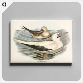 アートパネル-Red-legged Gannet
 - オーストラリアの鳥 Canvas.