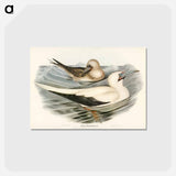 アートポストカード-Red-legged Gannet
 - オーストラリアの鳥 Postcard.