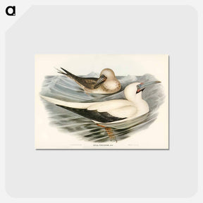 アートポストカード-Red-legged Gannet
 - オーストラリアの鳥 Postcard.