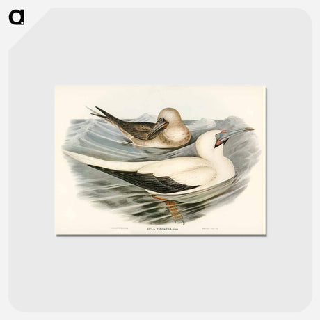 アートポストカード-Red-legged Gannet
 - オーストラリアの鳥 Postcard.