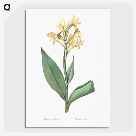 1-72_The-Lilies_picture-crop