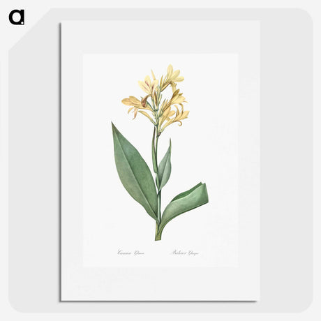 1-72_The-Lilies_picture