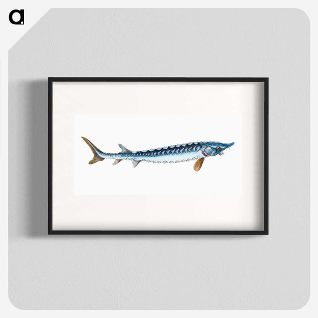 1-72_The-Natural-History-of-British-Fishes_blk
