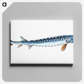 1-72_The-Natural-History-of-British-Fishes_canvas