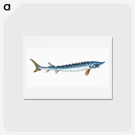 1-72_The-Natural-History-of-British-Fishes_hagaki