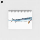 1-72_The-Natural-History-of-British-Fishes_memo