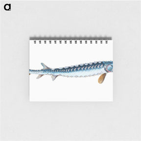 1-72_The-Natural-History-of-British-Fishes_memo