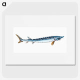 1-72_The-Natural-History-of-British-Fishes_picture