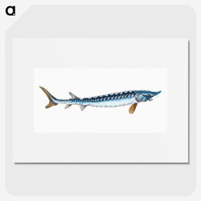 1-72_The-Natural-History-of-British-Fishes_picture