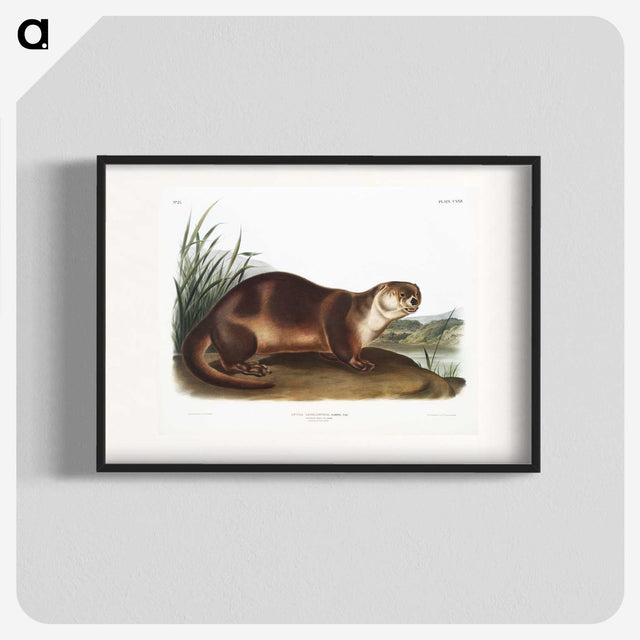 1-72_The-Viviparous-Quadrupeds_blk
