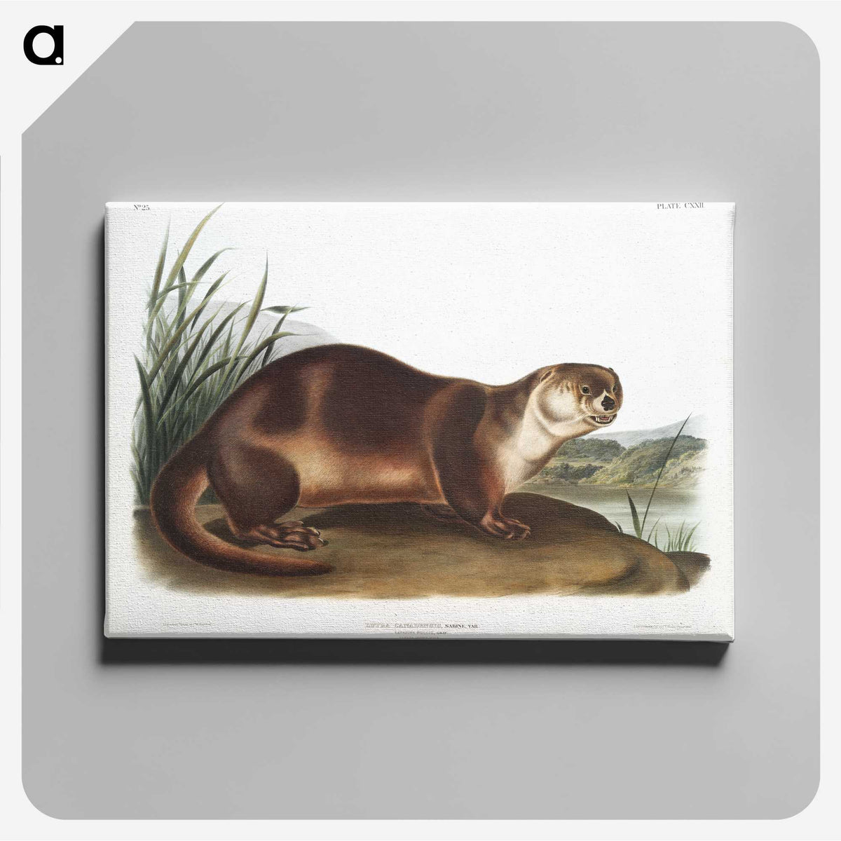 1-72_The-Viviparous-Quadrupeds_canvas