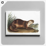 1-72_The-Viviparous-Quadrupeds_canvas