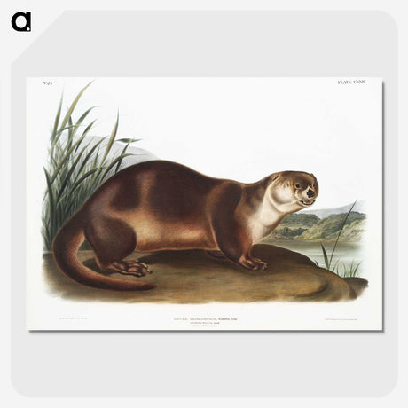1-72_The-Viviparous-Quadrupeds_picture-crop