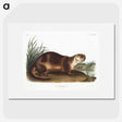 1-72_The-Viviparous-Quadrupeds_picture