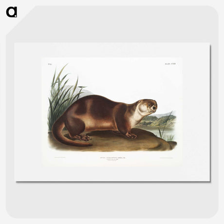 1-72_The-Viviparous-Quadrupeds_picture