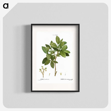 1-72_Treatise-on-Trees-and-Shrubs_blk