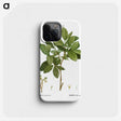 1-72_Treatise-on-Trees-and-Shrubs_phone