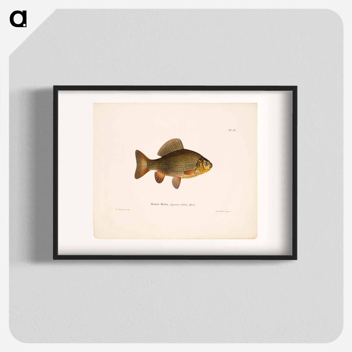 Pond crucian carp - ヴィルヘルム フォン ライト Poster.