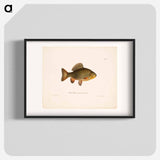 Pond crucian carp - ヴィルヘルム フォン ライト Poster.