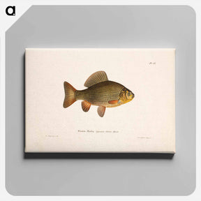 アートパネル-Pond crucian carp - ヴィルヘルム フォン ライト Canvas.