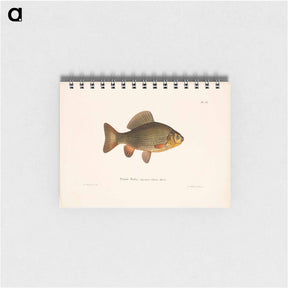 アートメモ帳-Pond crucian carp - ヴィルヘルム フォン ライト Memo.