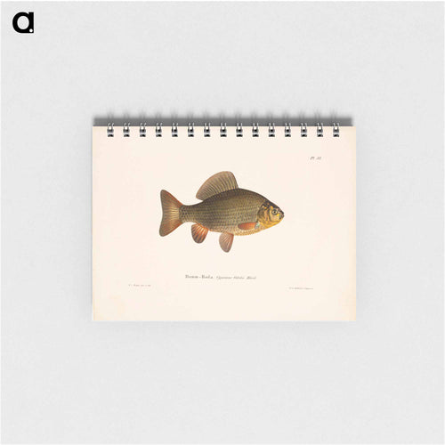 Pond crucian carp - ヴィルヘルム フォン ライト Memo.