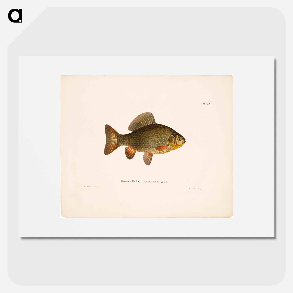 Pond crucian carp - ヴィルヘルム フォン ライト Poster.