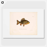 Pond crucian carp - ヴィルヘルム フォン ライト Poster.