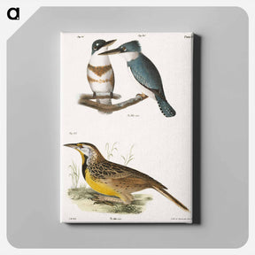 アートパネル-The Belted Kingfisher and The Meadow Lark - ニューヨークの動物学 Canvas.