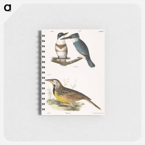 アートメモ帳-The Belted Kingfisher and The Meadow Lark - ニューヨークの動物学 Memo.