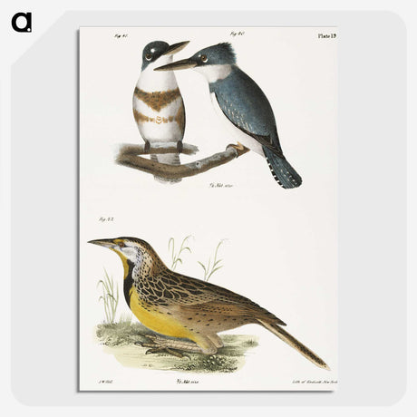 1-72_Zoology-of-New-York_picture-crop
