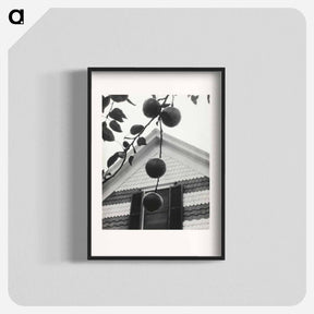 アートポスター-Gable and Apples - アルフレッド スティーグリッツ Poster.