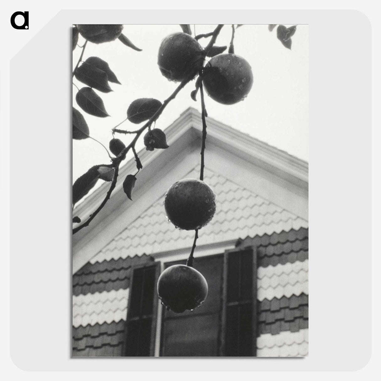 1-73_Alfred-Stieglitz_picture-crop
