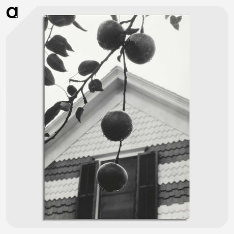 1-73_Alfred-Stieglitz_picture-crop