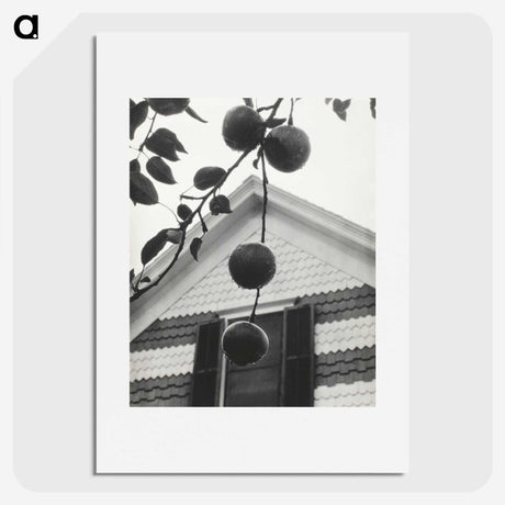 1-73_Alfred-Stieglitz_picture