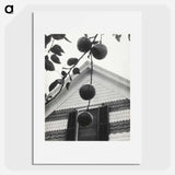 Gable and Apples - アルフレッド スティーグリッツ Poster.