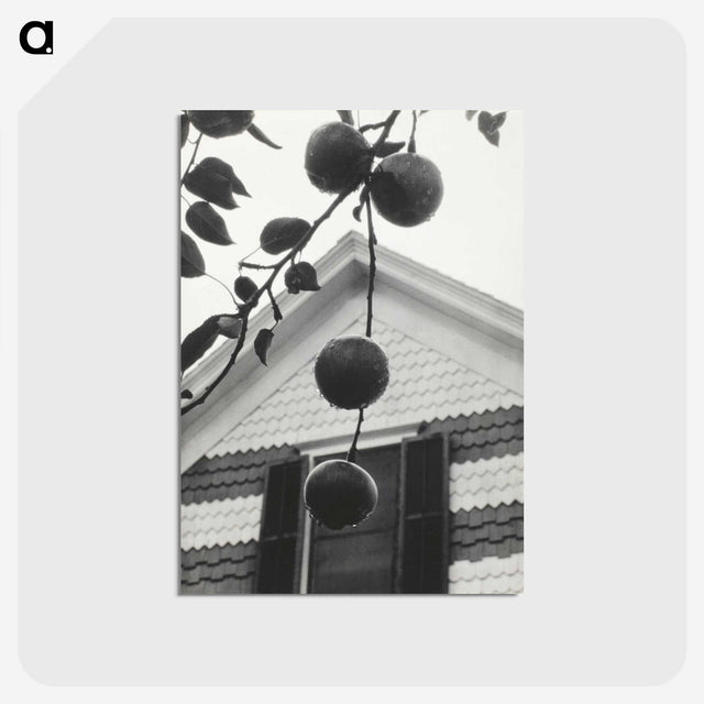 1-73_Alfred-Stieglitz_postcard