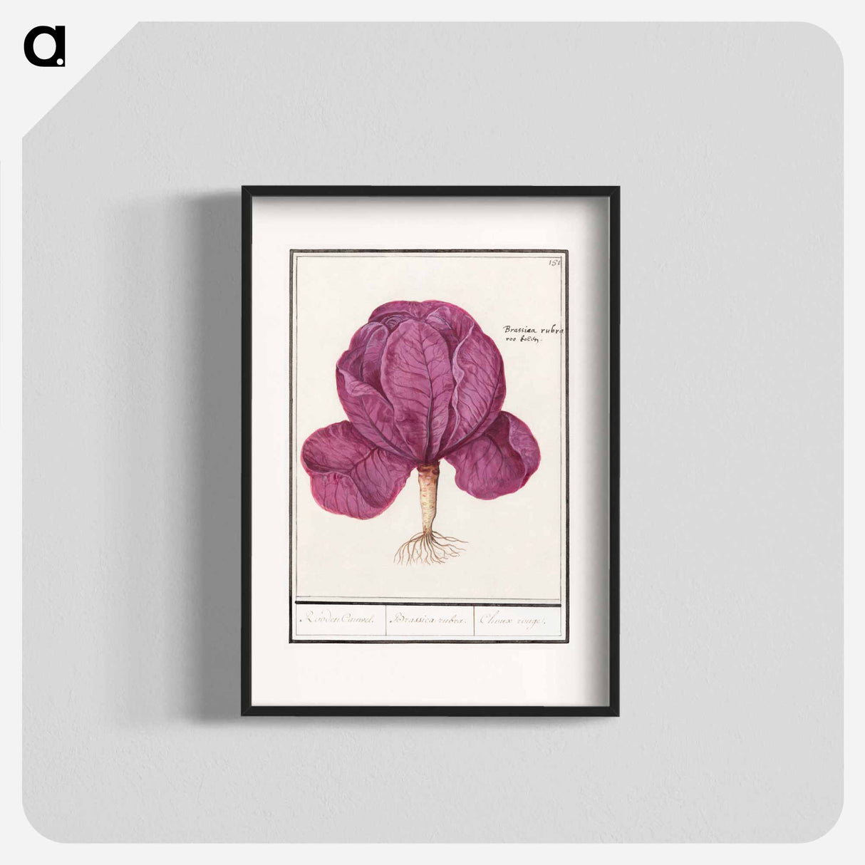 Red cabbage - アンセルムス ボエティウス デ ブート Poster.