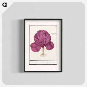 アートポスター-Red cabbage - アンセルムス ボエティウス デ ブート Poster.