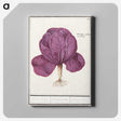 1-73_Anselmus-Boetius-de-Boodt_canvas